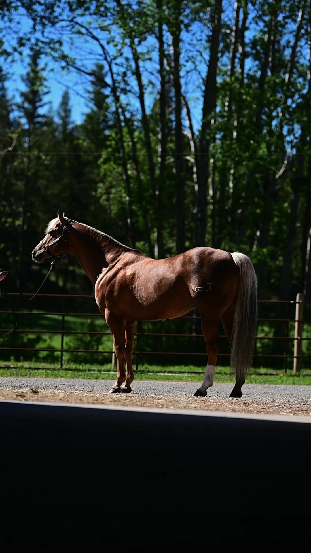 @Diamond W Barrel Horses 🇨🇦