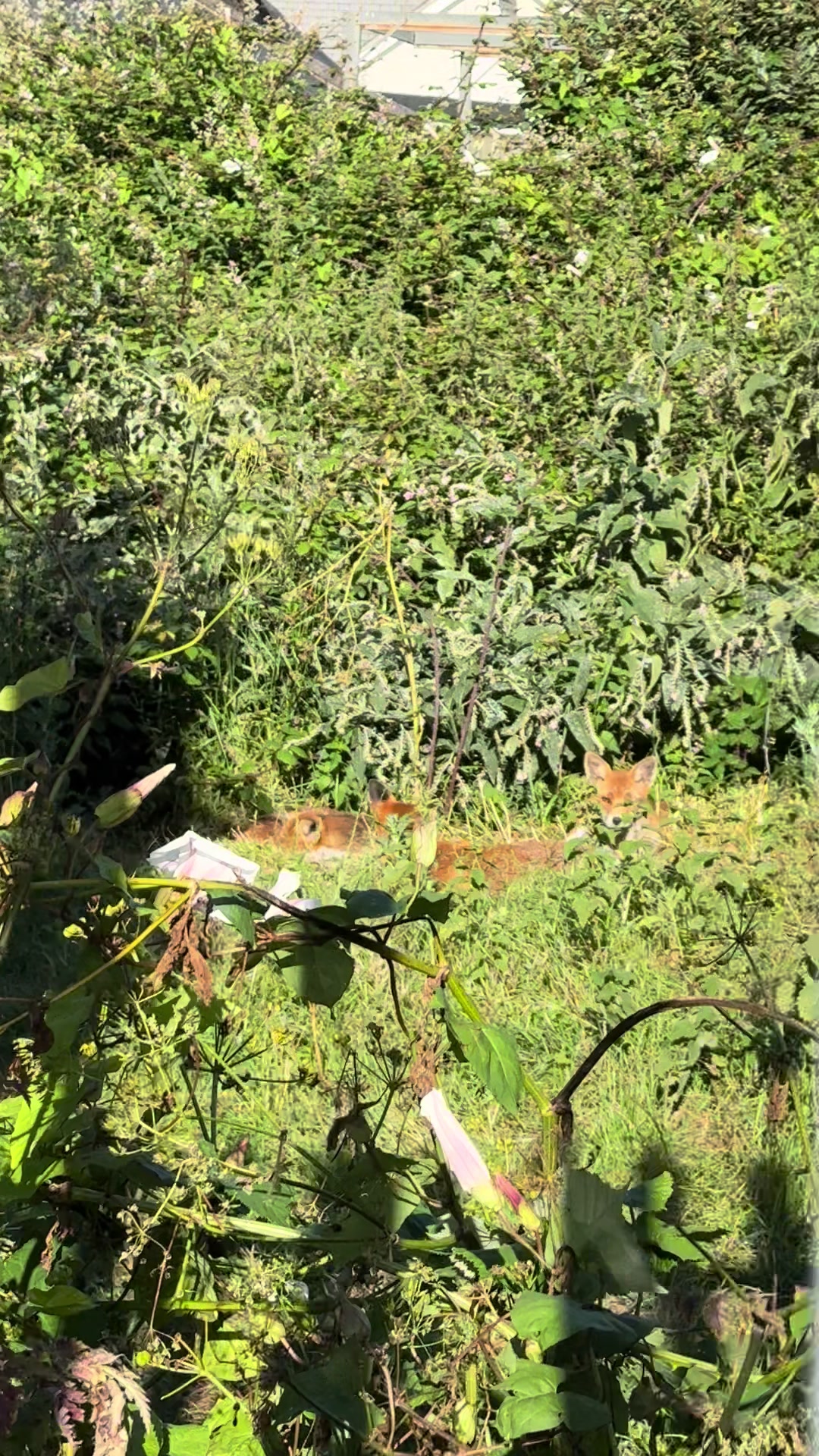 @gp_wildlife