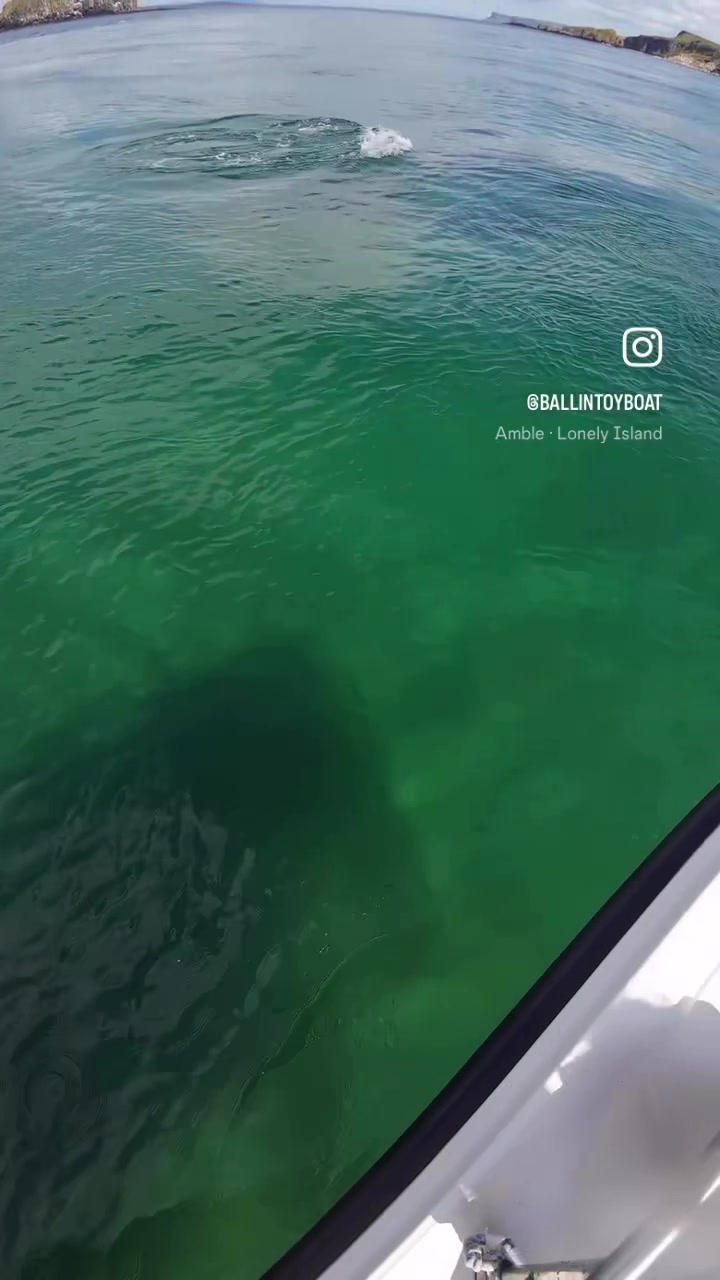 @Ballintoy Boat Tours