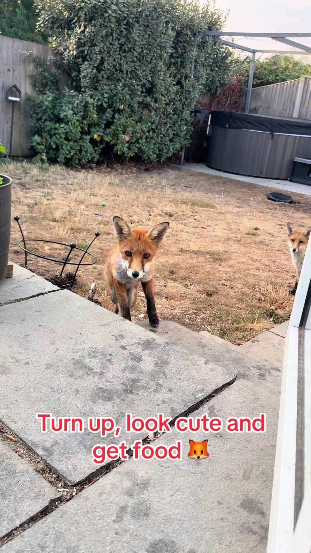@gp_foxes