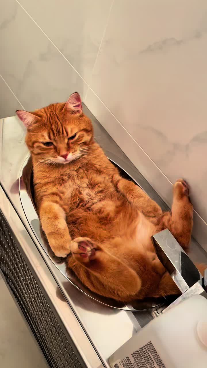 @Mitay_cat