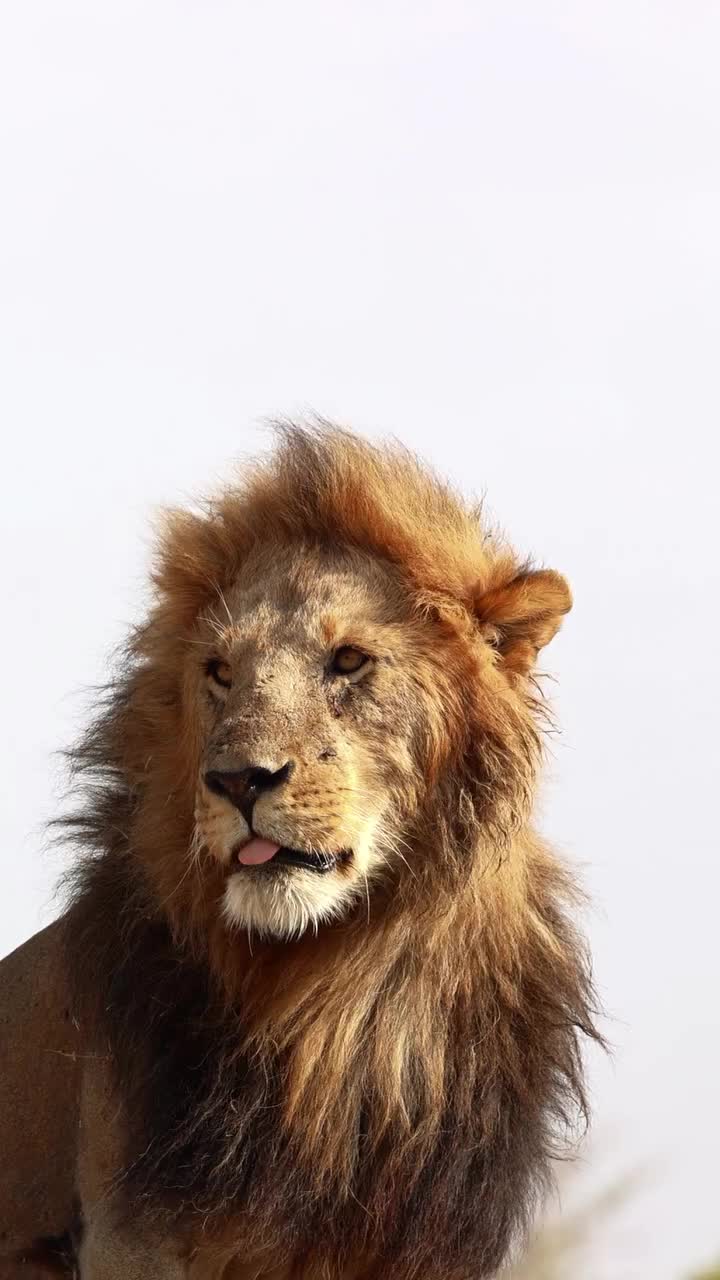 @lion_world5