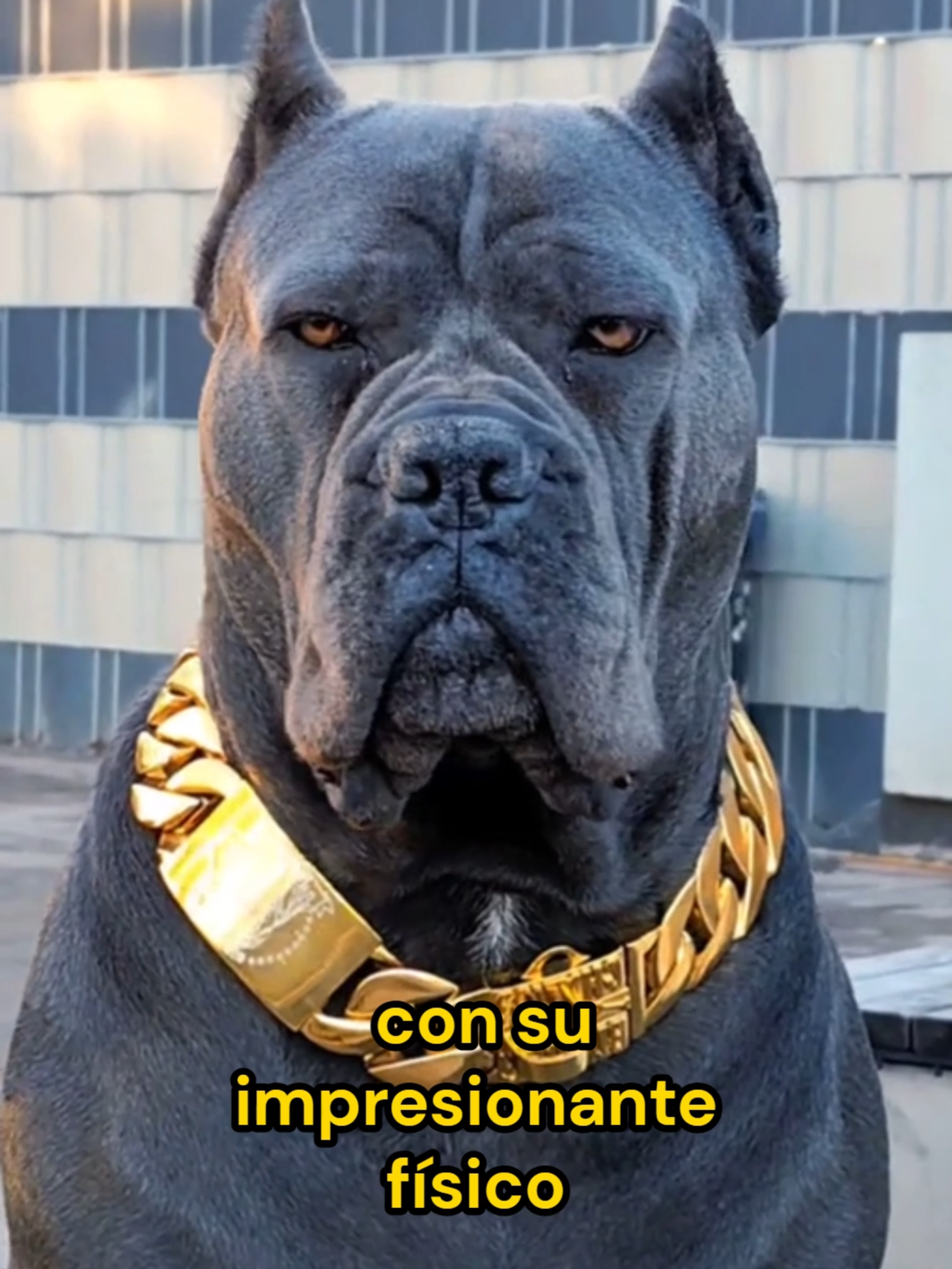 @Mi Mascota Feliz