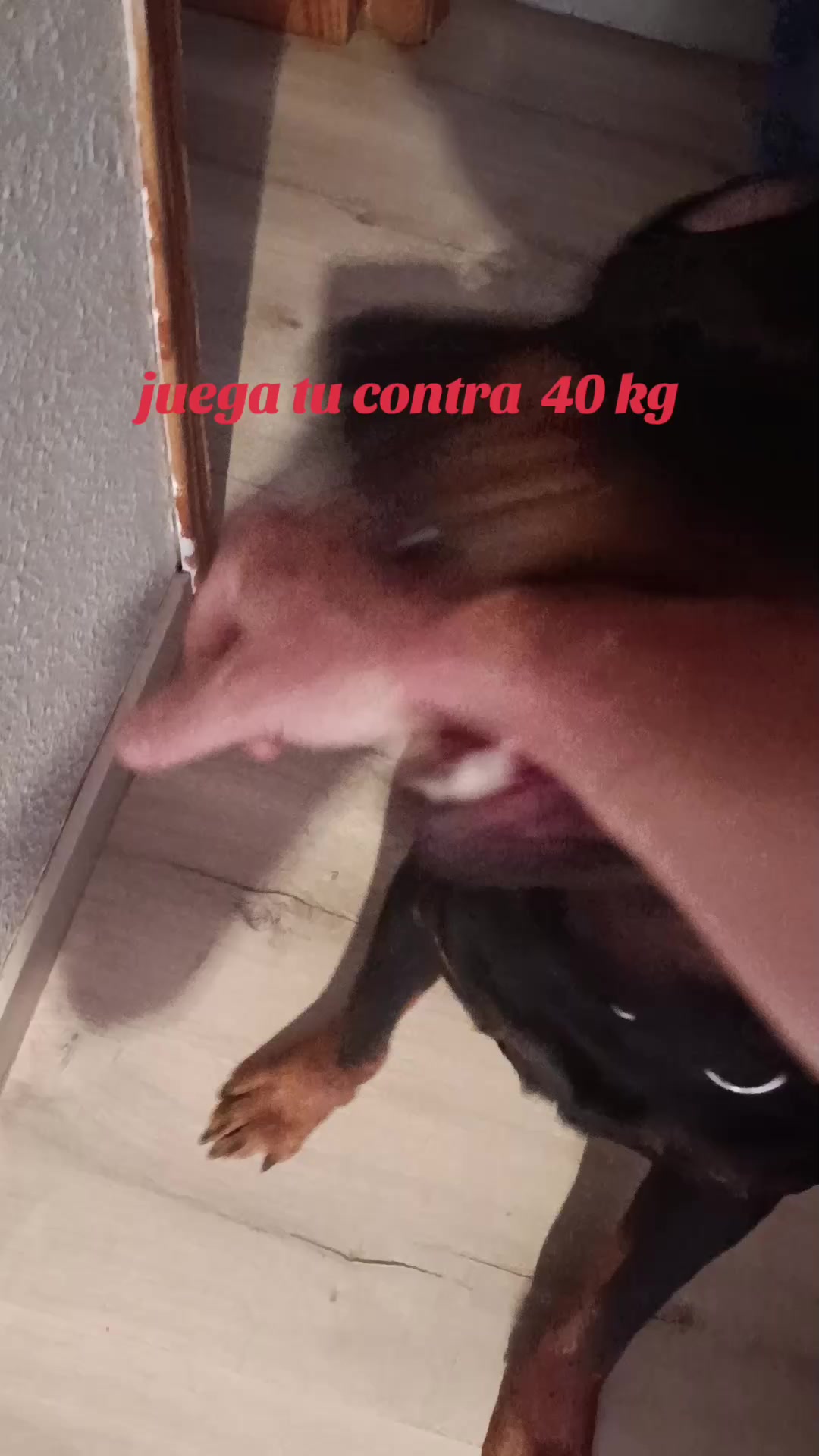 @pepechico