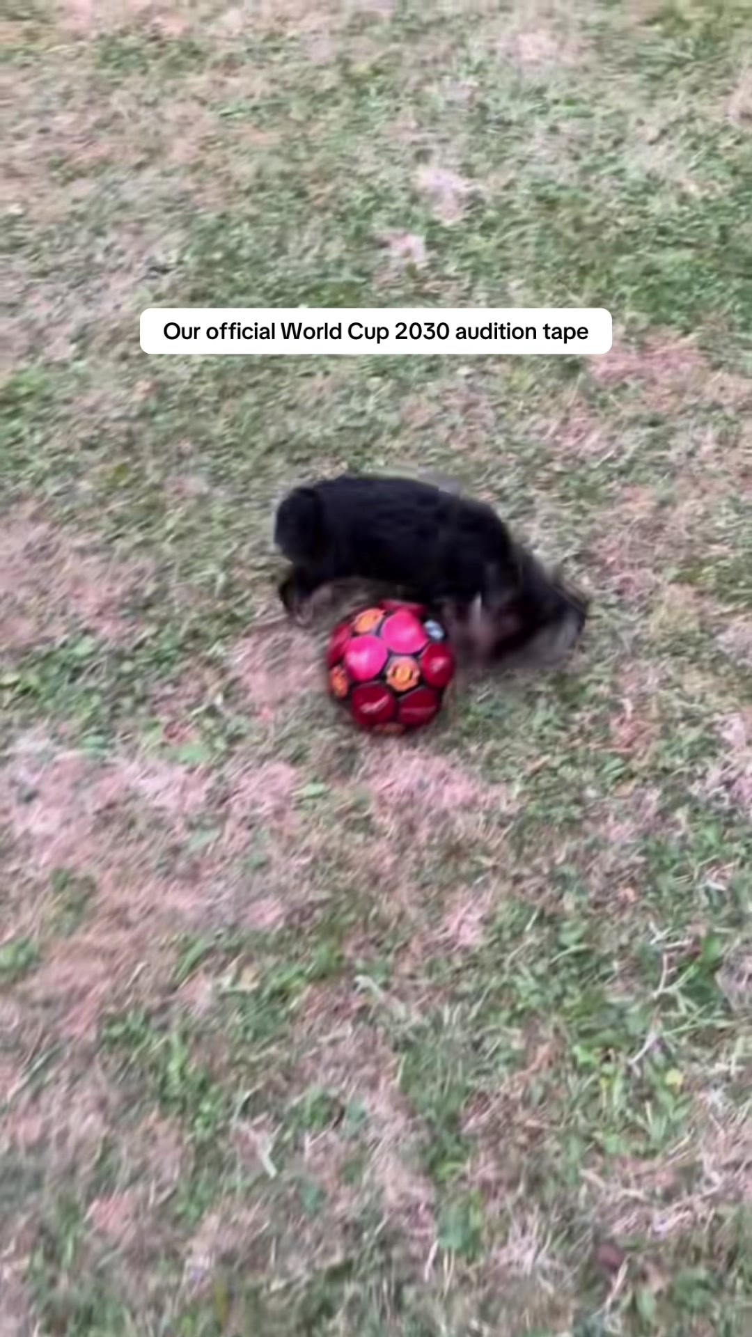 @Benjie the Yorkie