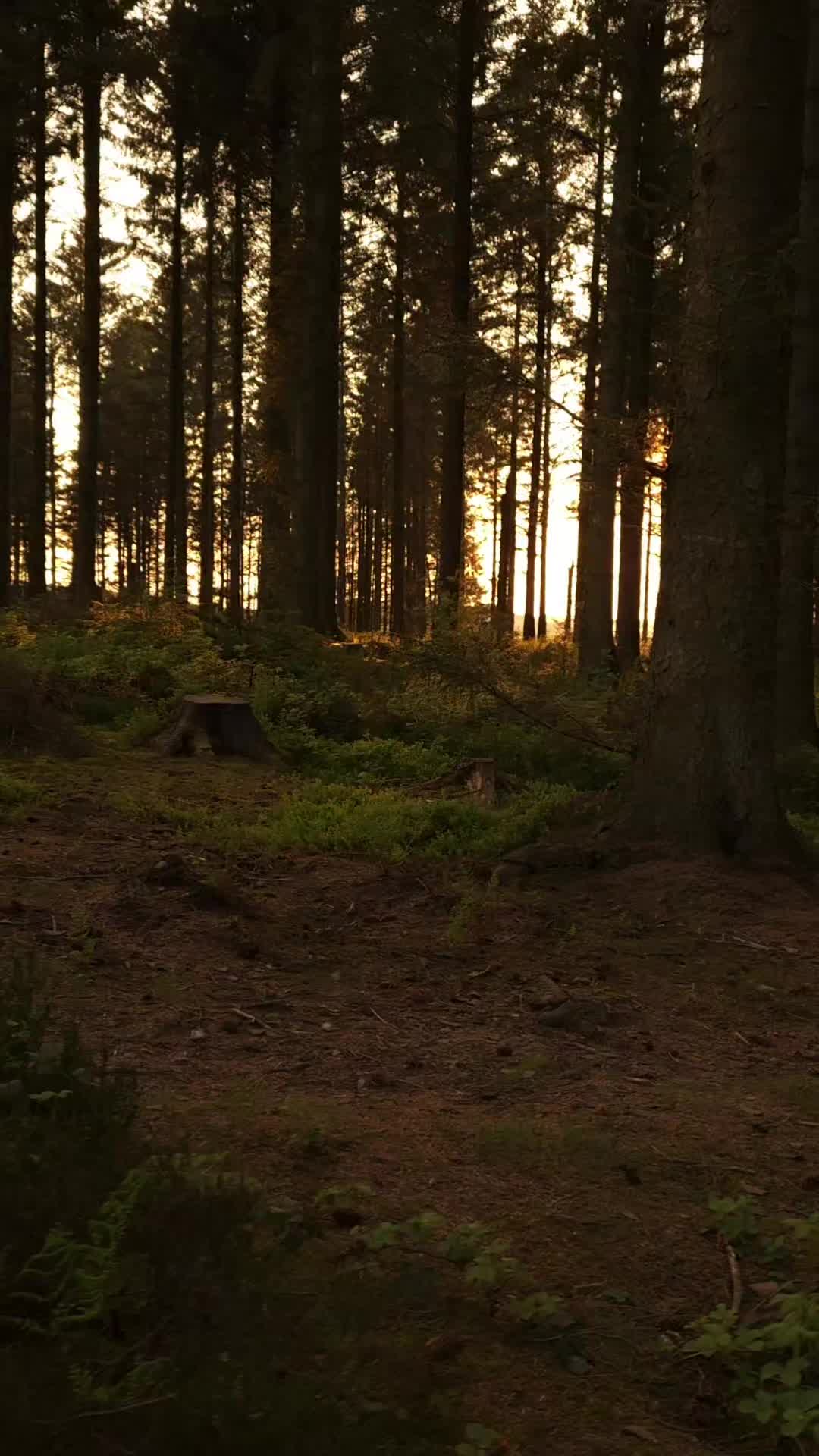 @ᛑᛗᛛ jamie_in_the_wild_ᛑᛗᛛ