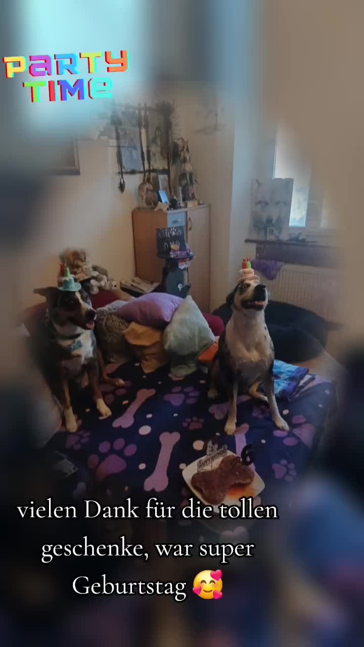 @Buddy the fundog