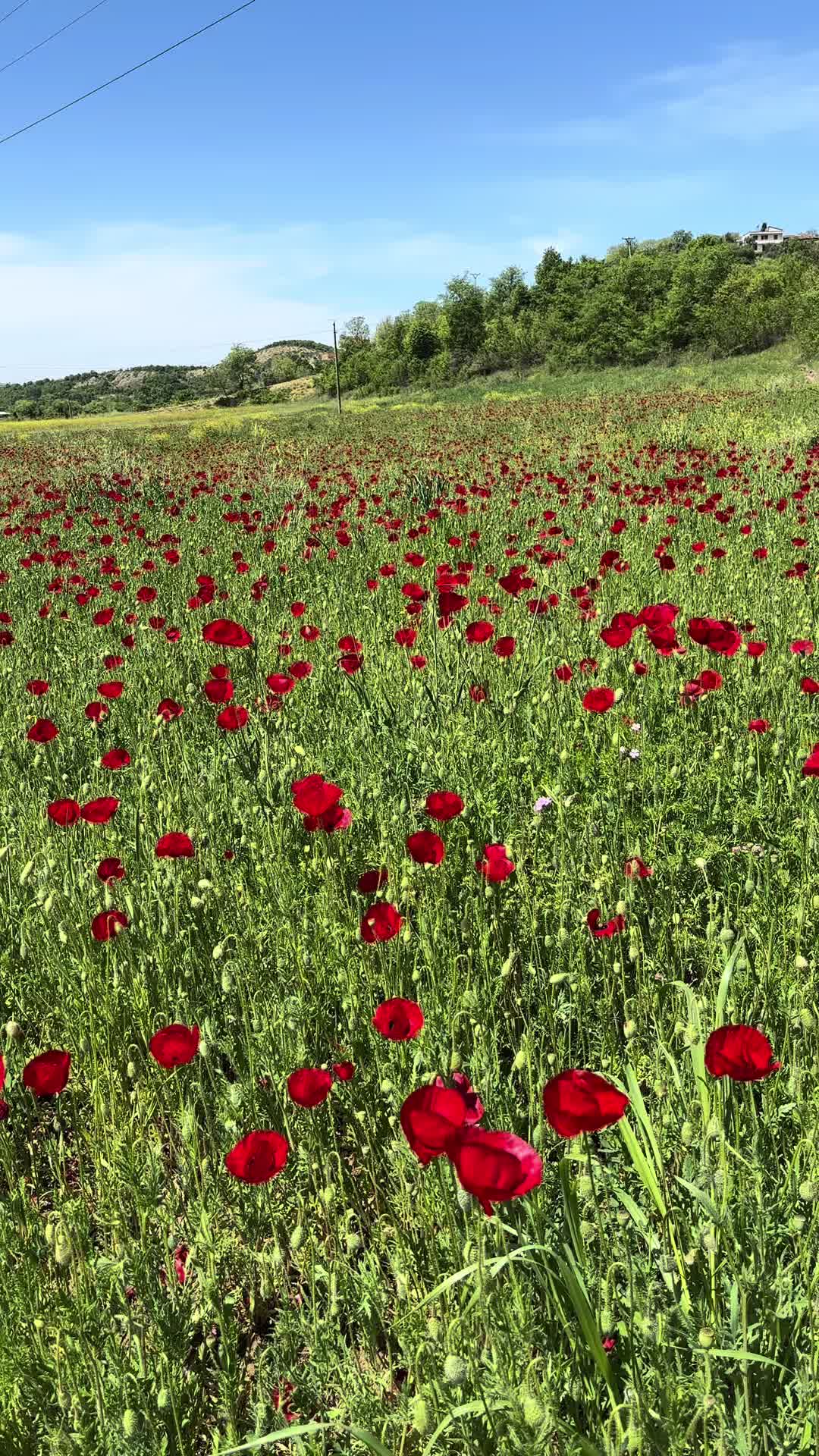 @🦋💎🇦🇱MIDE💎🦋🇦🇱