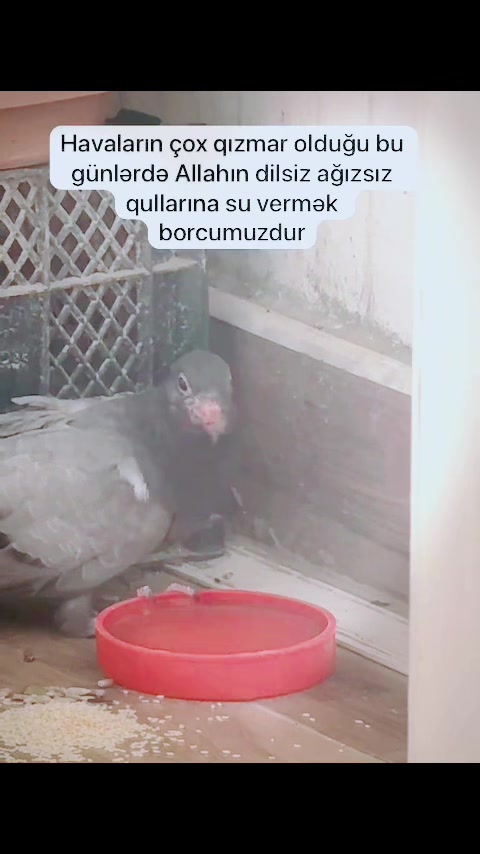 @iGeoAz
