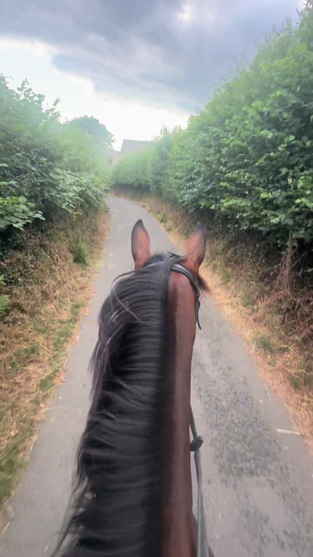 @poppy 🌾🐴 🇬🇧