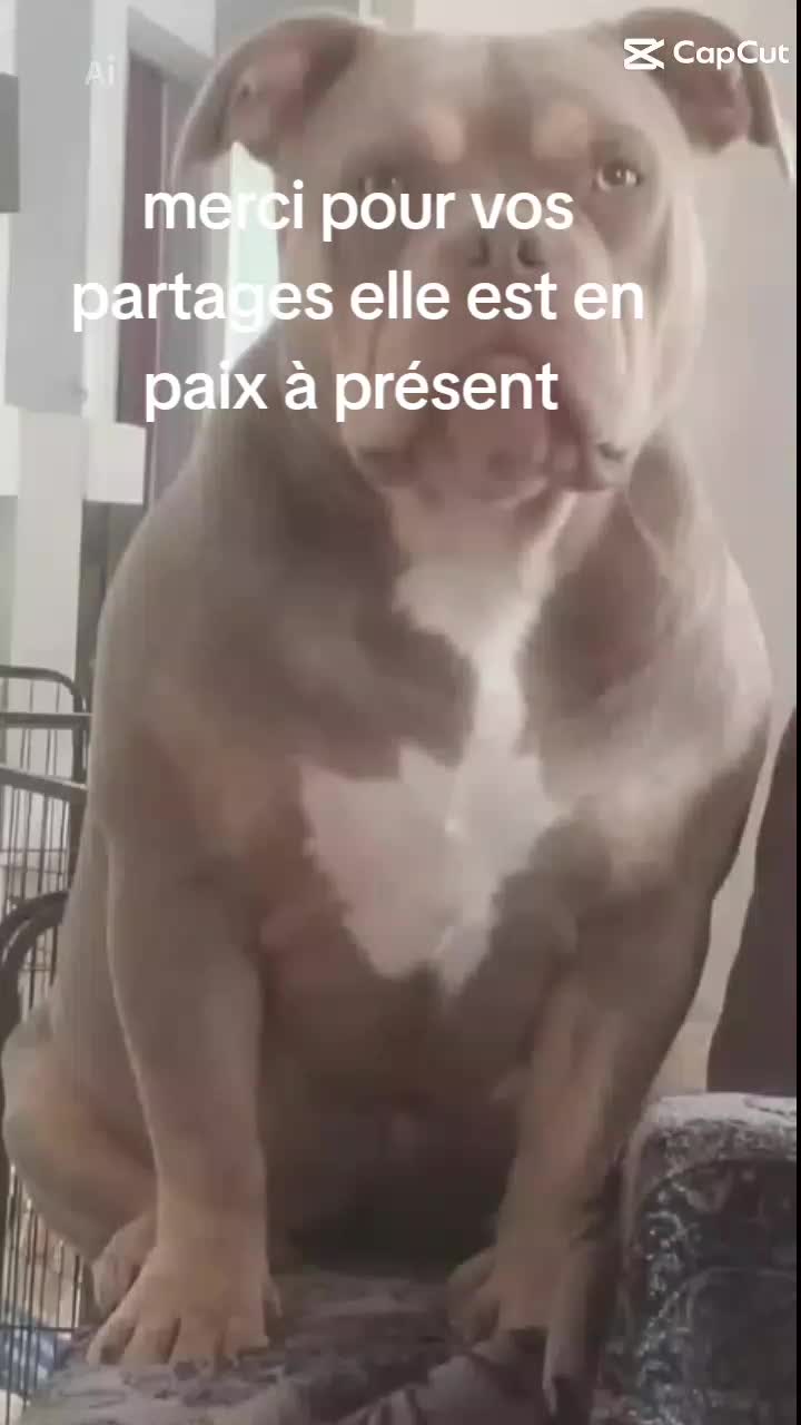 @gangsta bullys