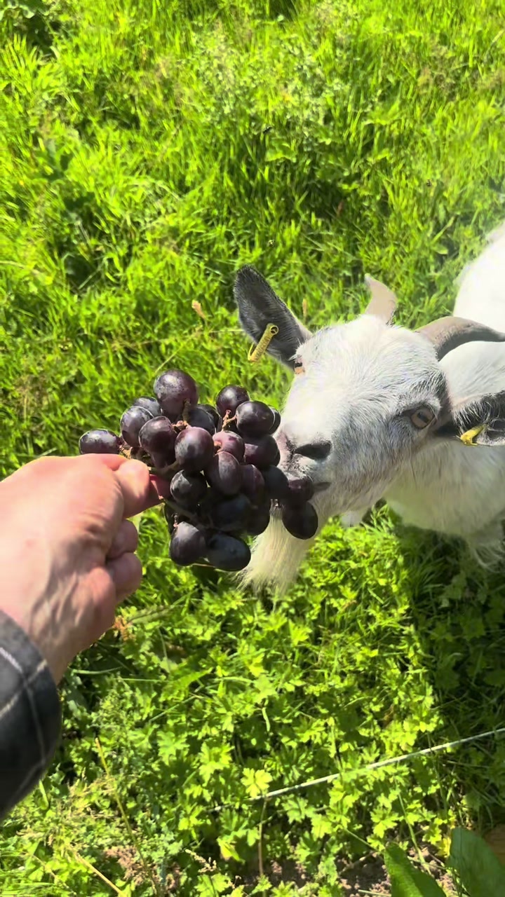 @Sunny B Goats🌞B🐐