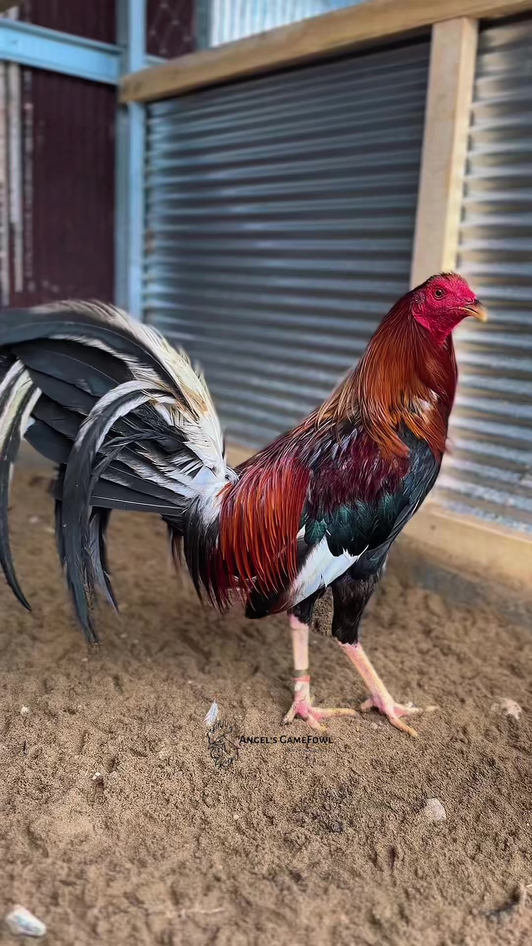 @angelsgamefowl88