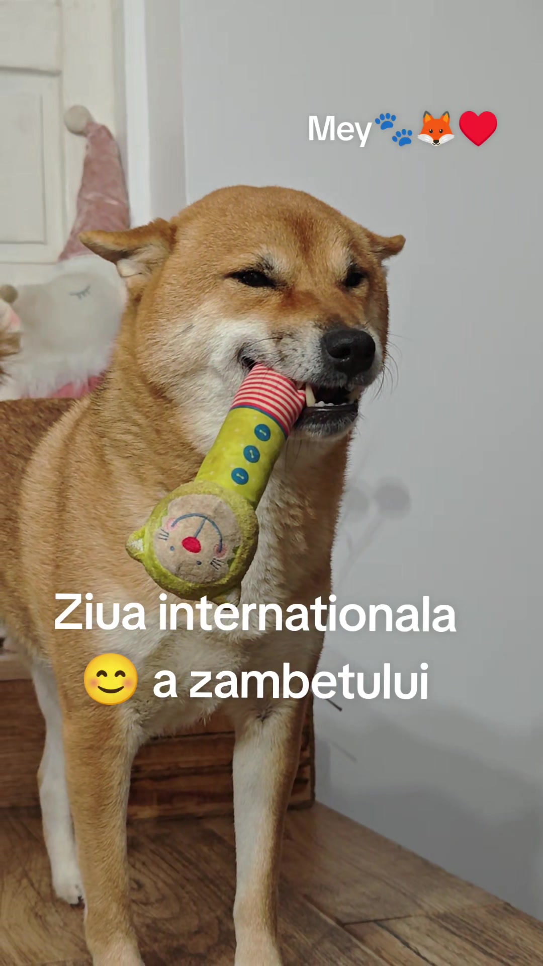@Spirit of Asia Kennel