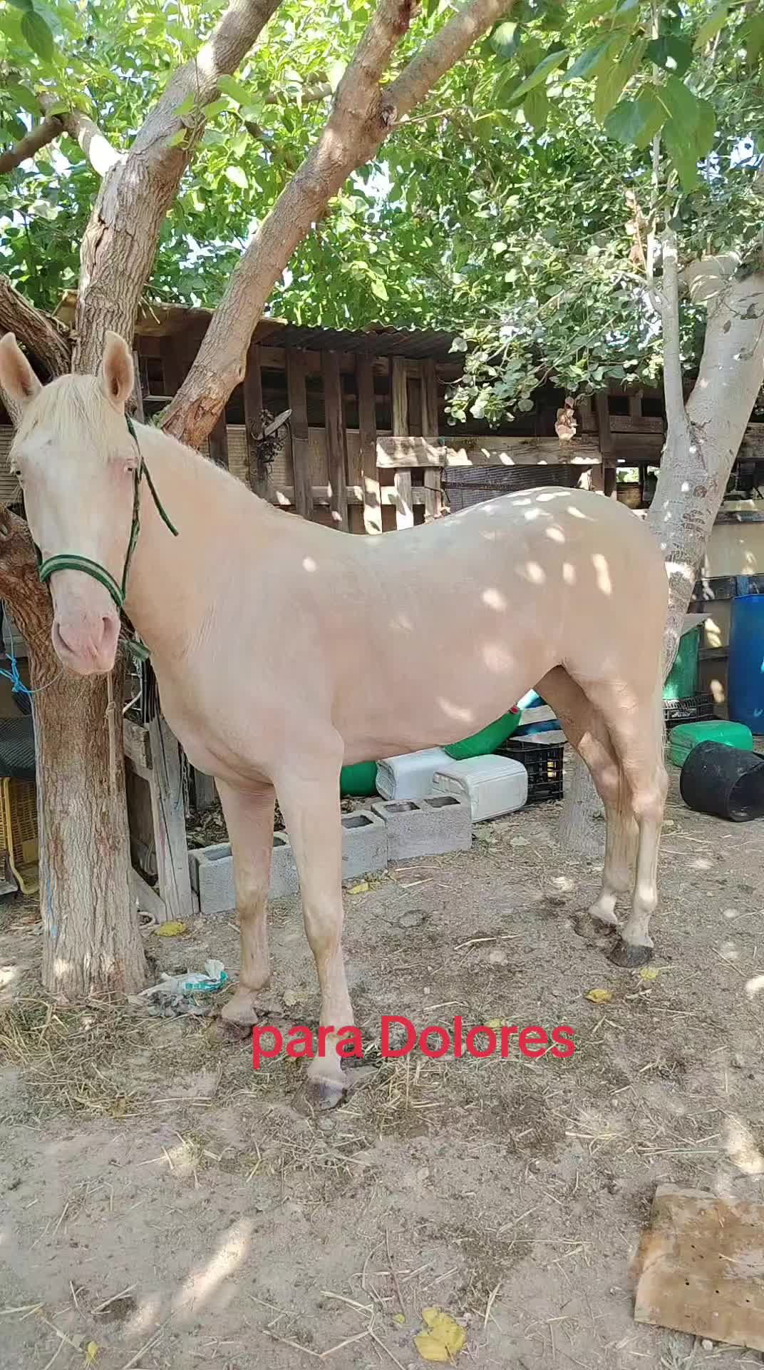 @dgz_65