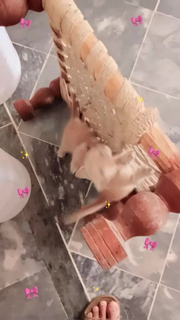 @cutecatlover8172