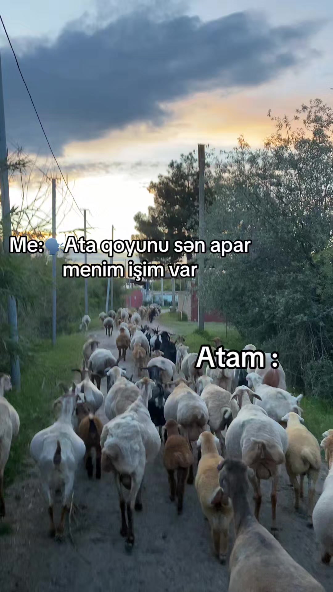 @Vəli Baba