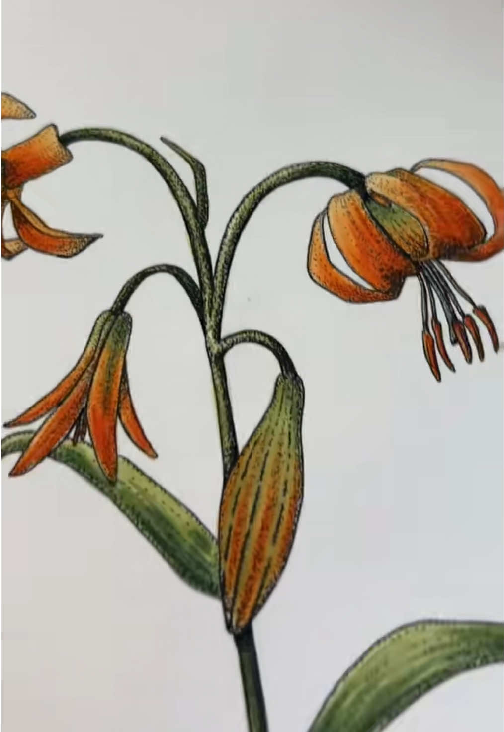 @Manja Tisler Art