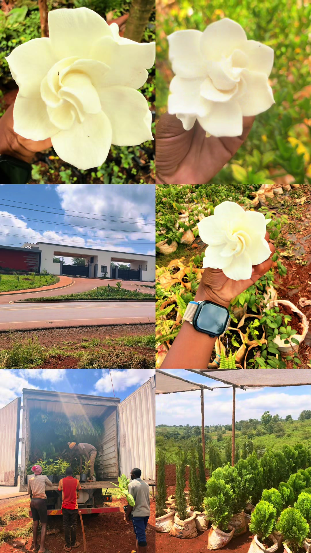 @Blossoms 🌸