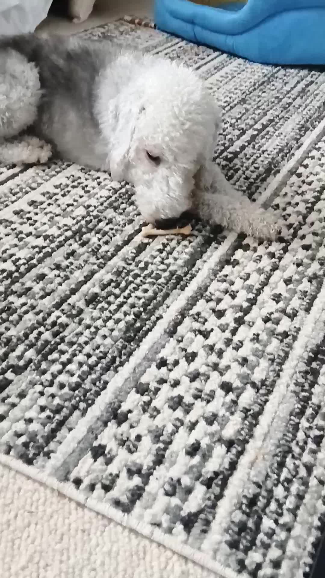 @Bella the beddy pup
