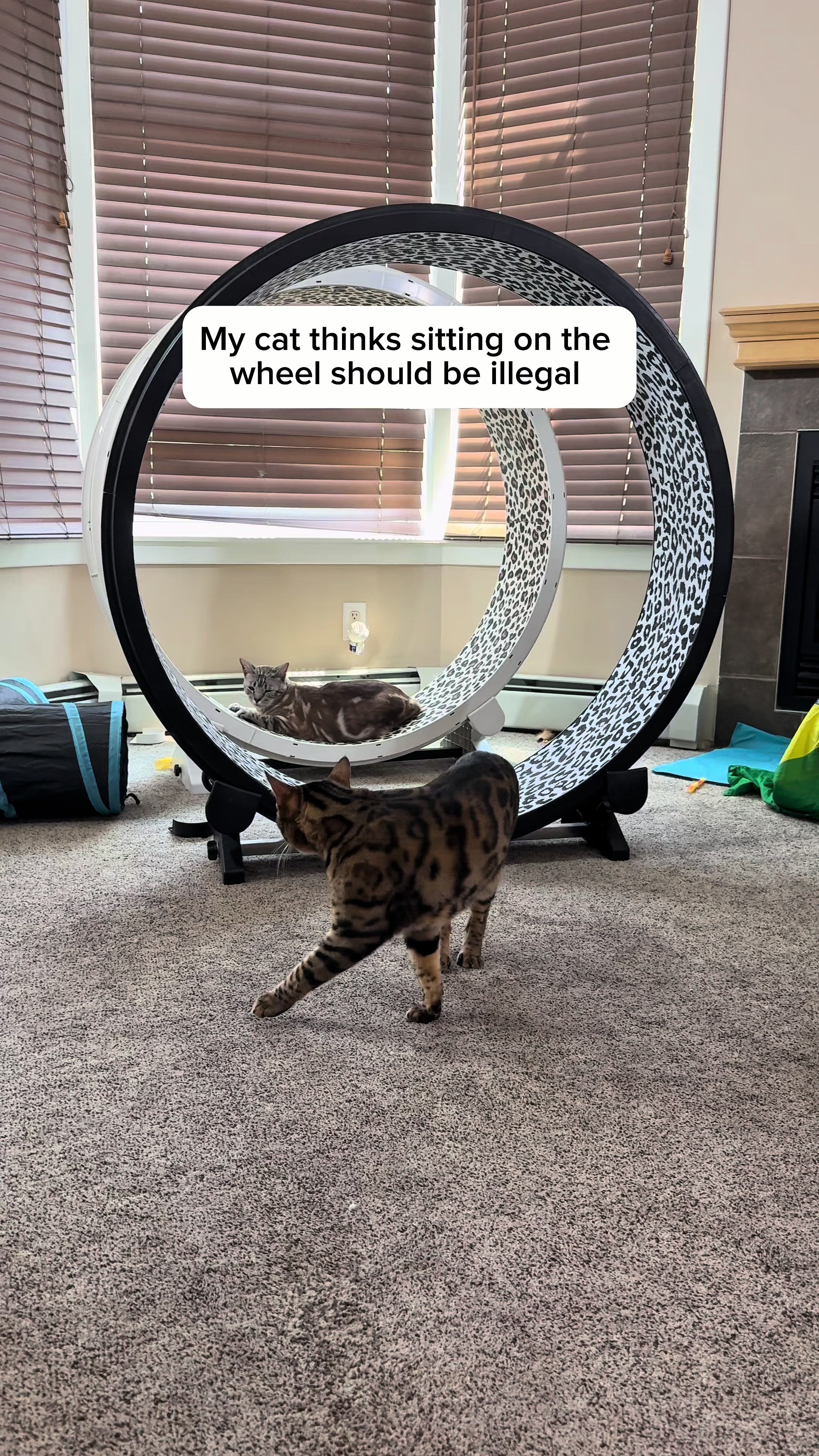 @Three Nawty Cats