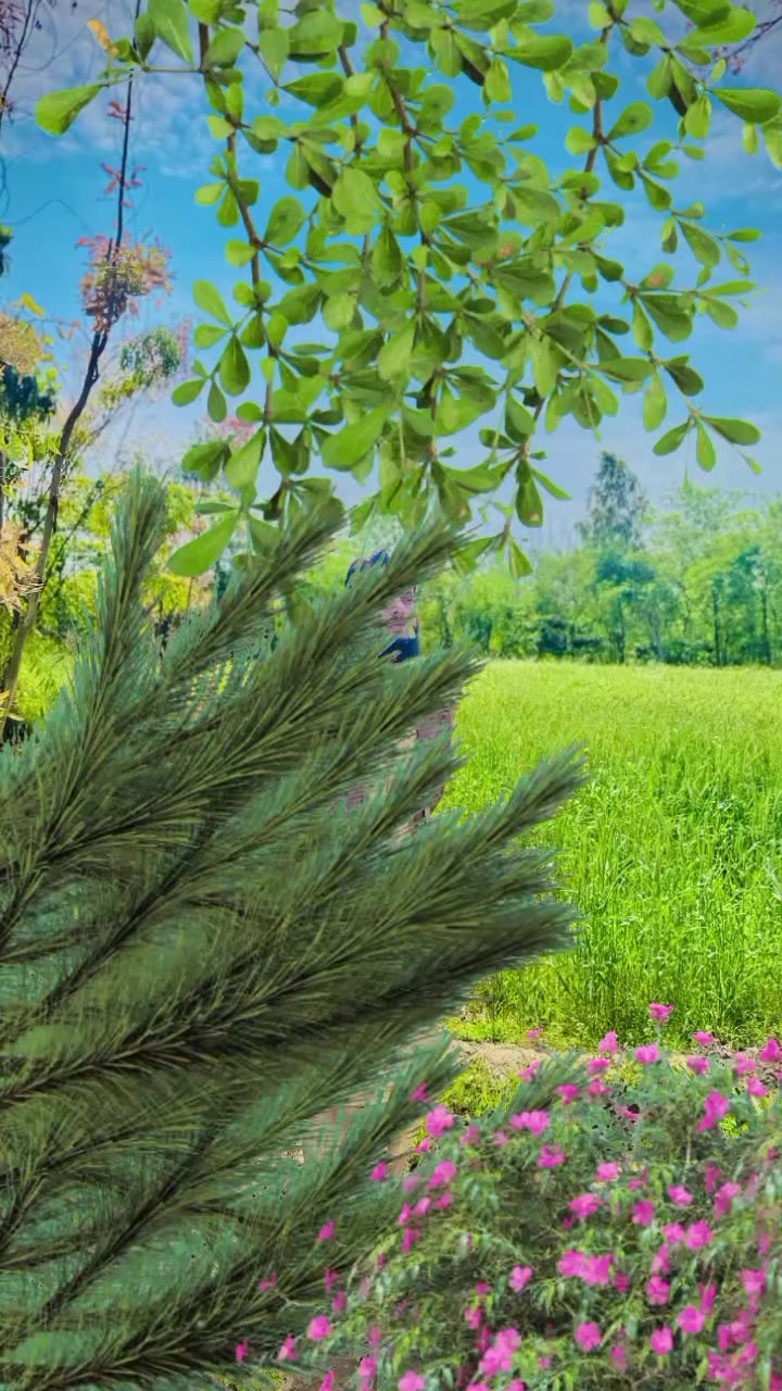 @kashikhan786
