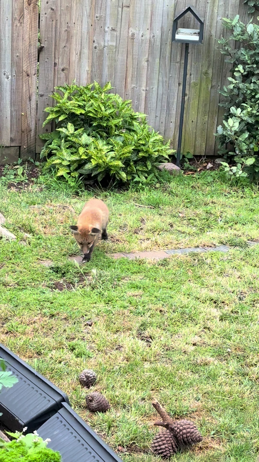 @gp_wildlife