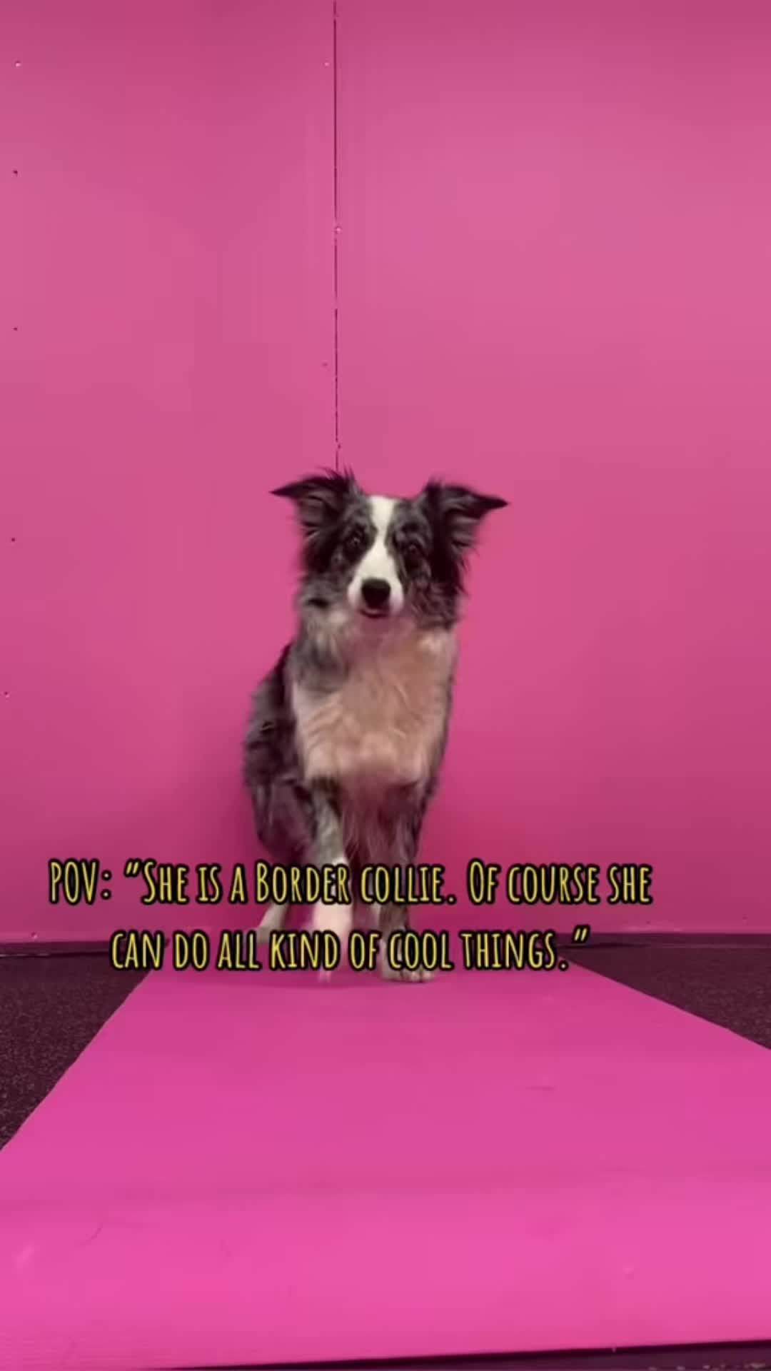 @bordercollieMuse