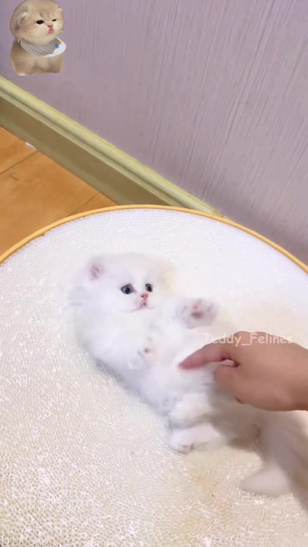 @Teddy_Felines 🧸🐾