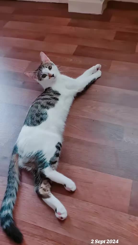 @cairo🐈