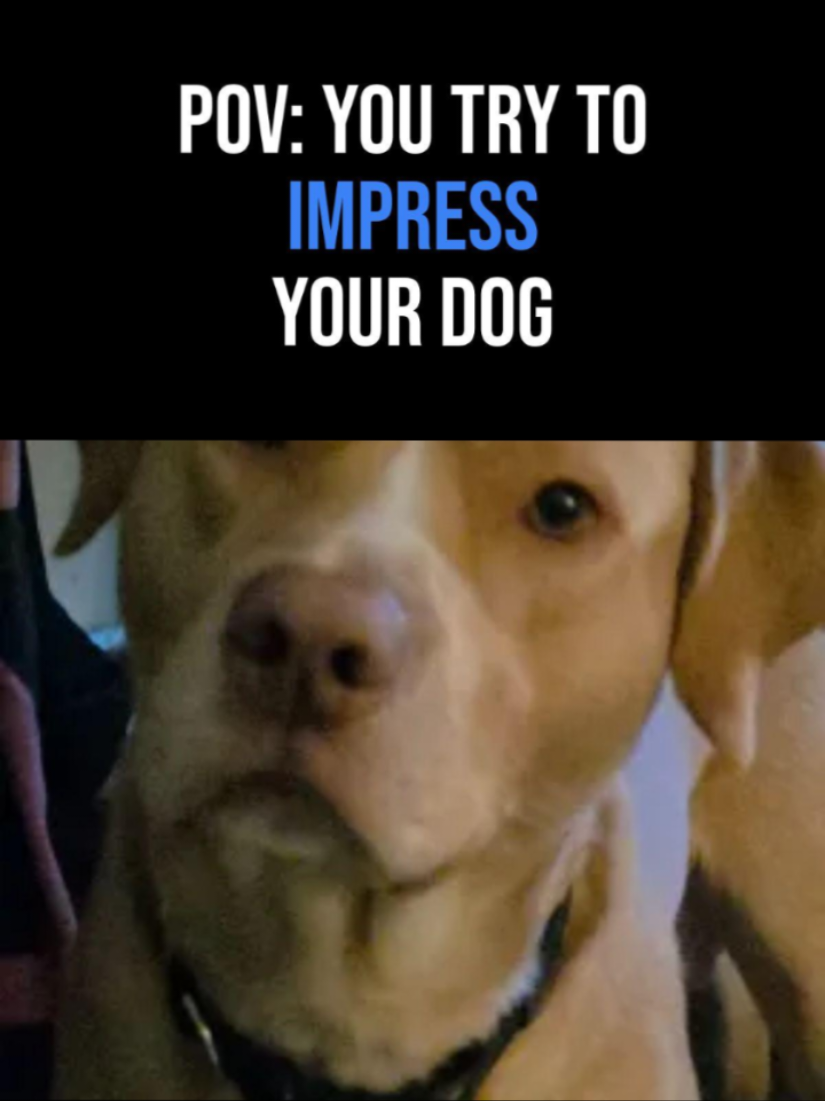 @animal whisper