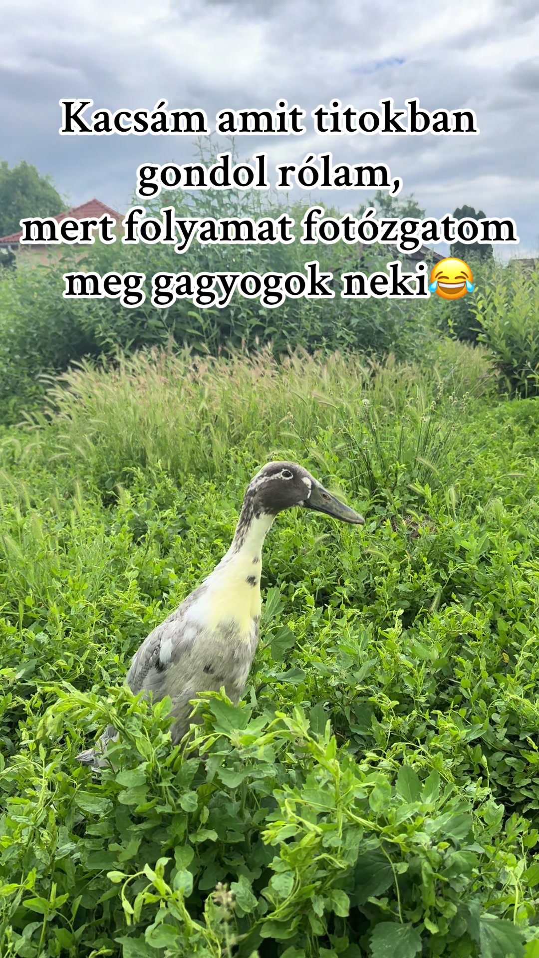 @Vikii Méhes