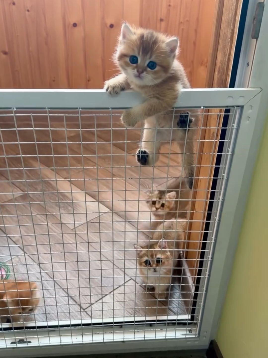 @Chonky World Of Cats