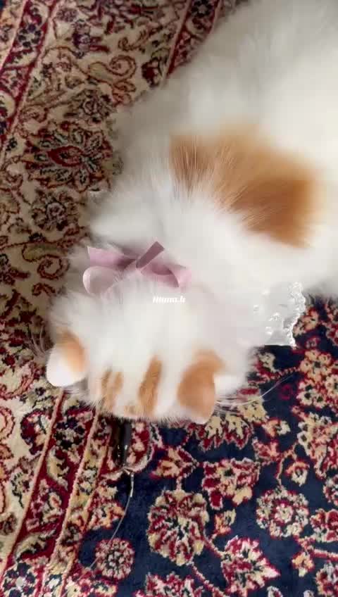 @_Humah_