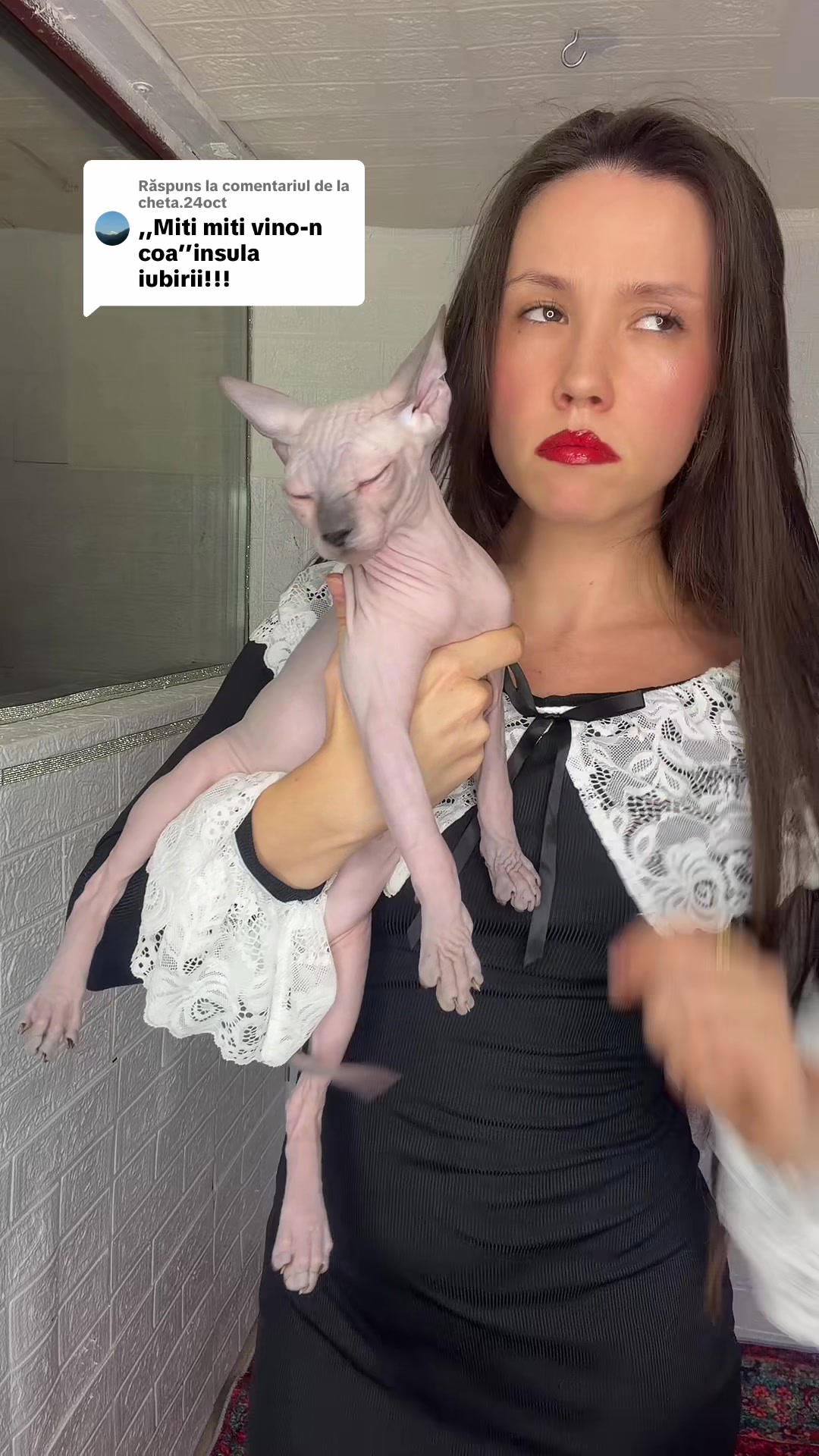 @Diana Ciortan Sphynx Romania