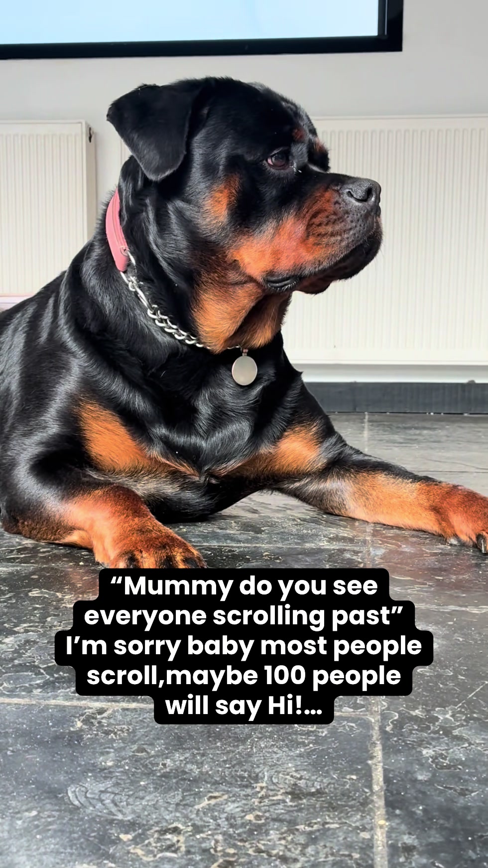 @❤️Rottiexena❤️Rottweiler Dog