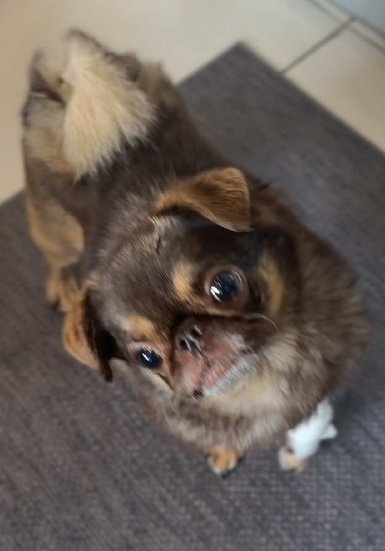 @ChilliThePug
