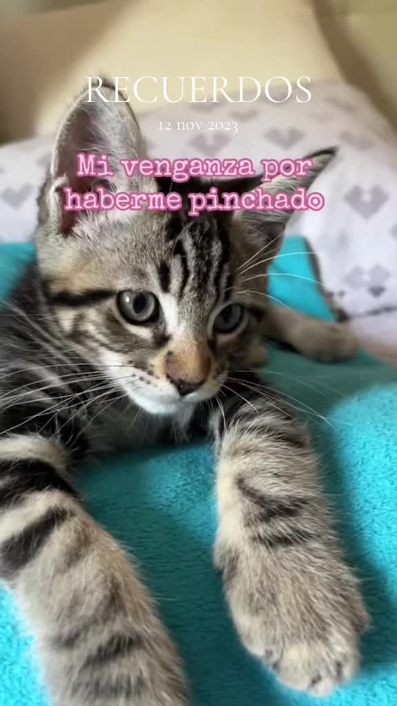 @Cloe-Leo 🤍🧡cats