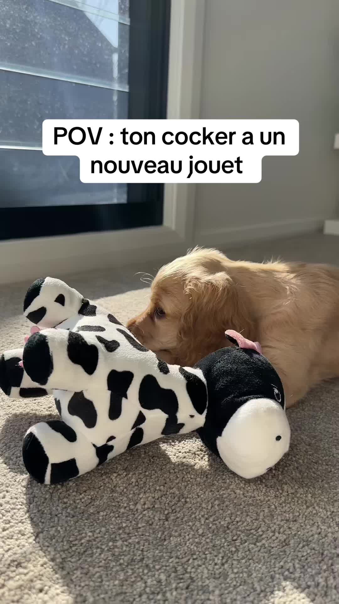 @coeur.de.cocker