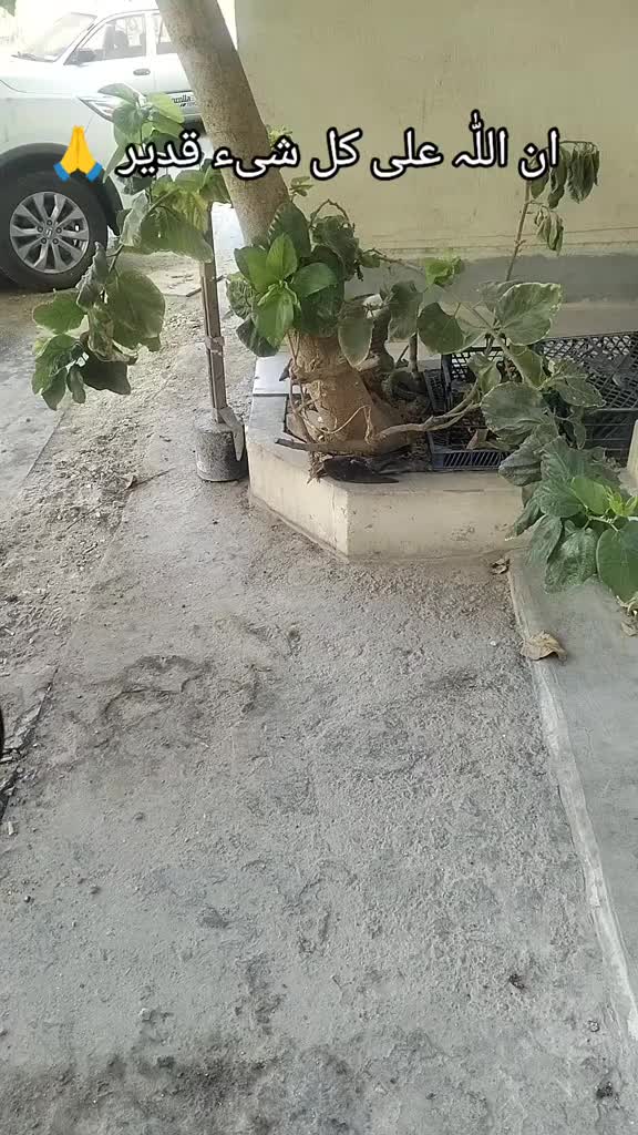 @ariba.bhatti
