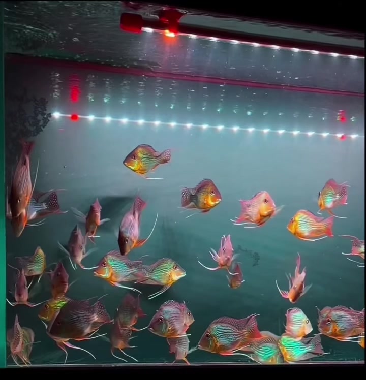 @網上看魚
