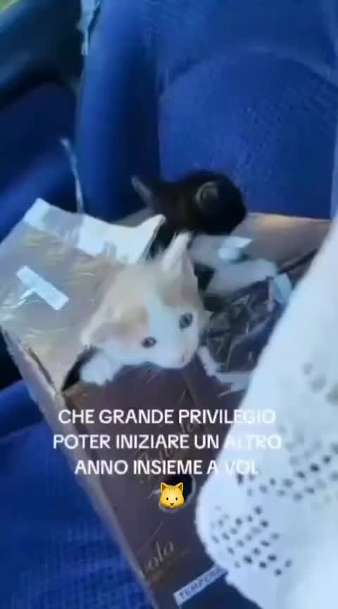 @ANIMALISTI DI FROSINONE