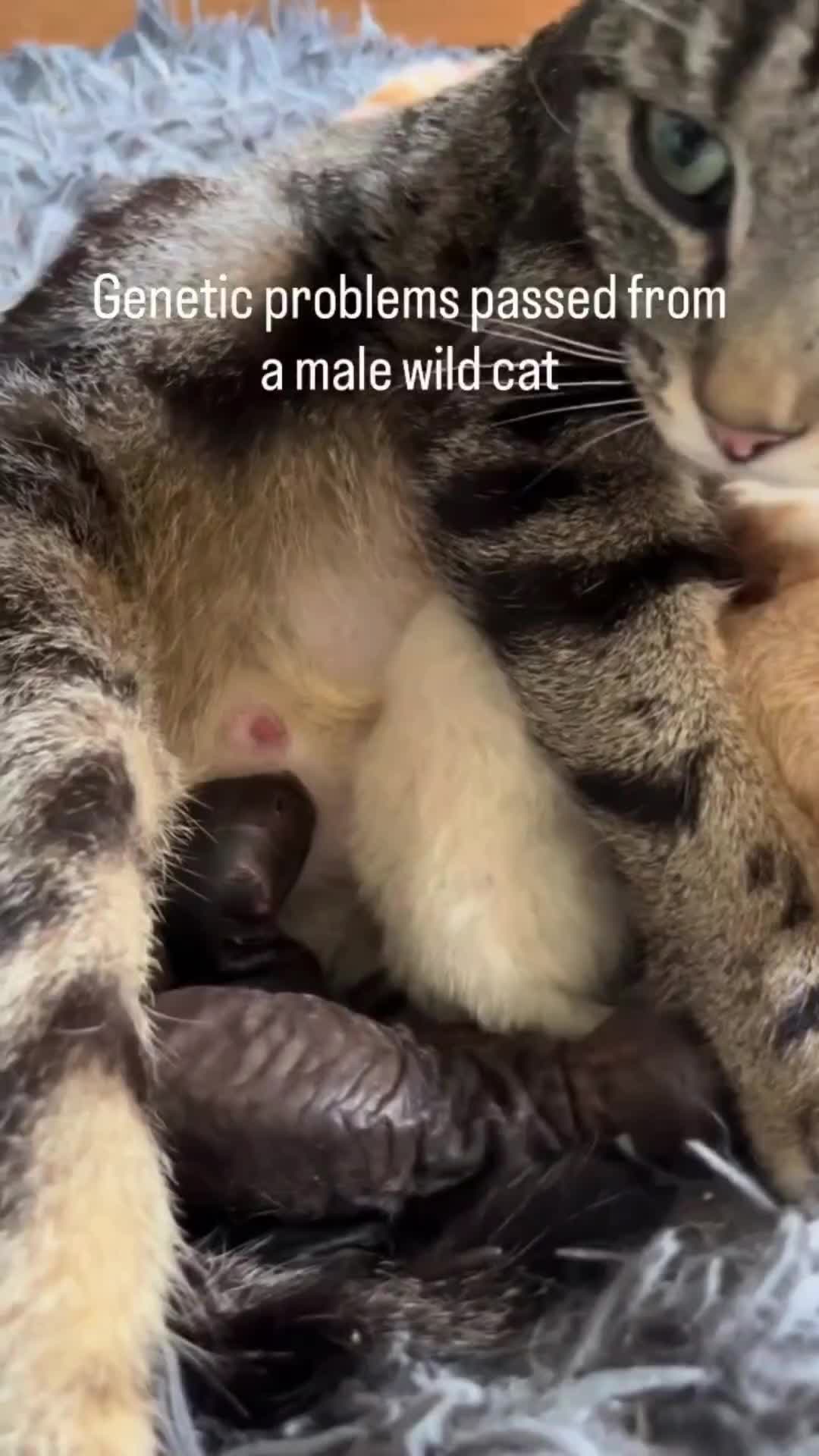 @Pets Mania