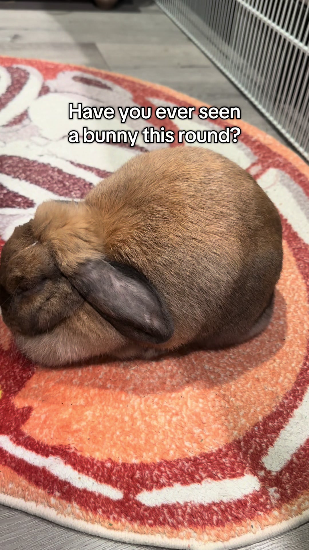 @honeythebunny24