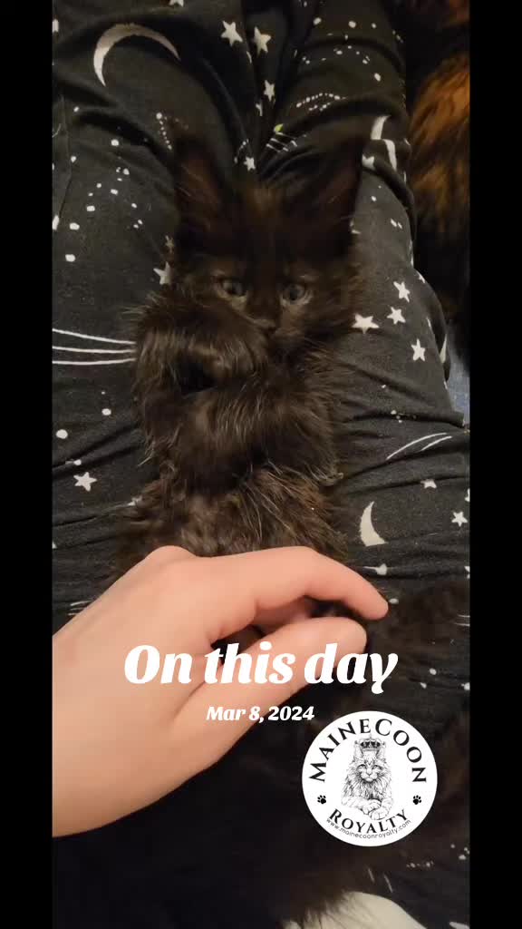 @MaineCoon Royalty