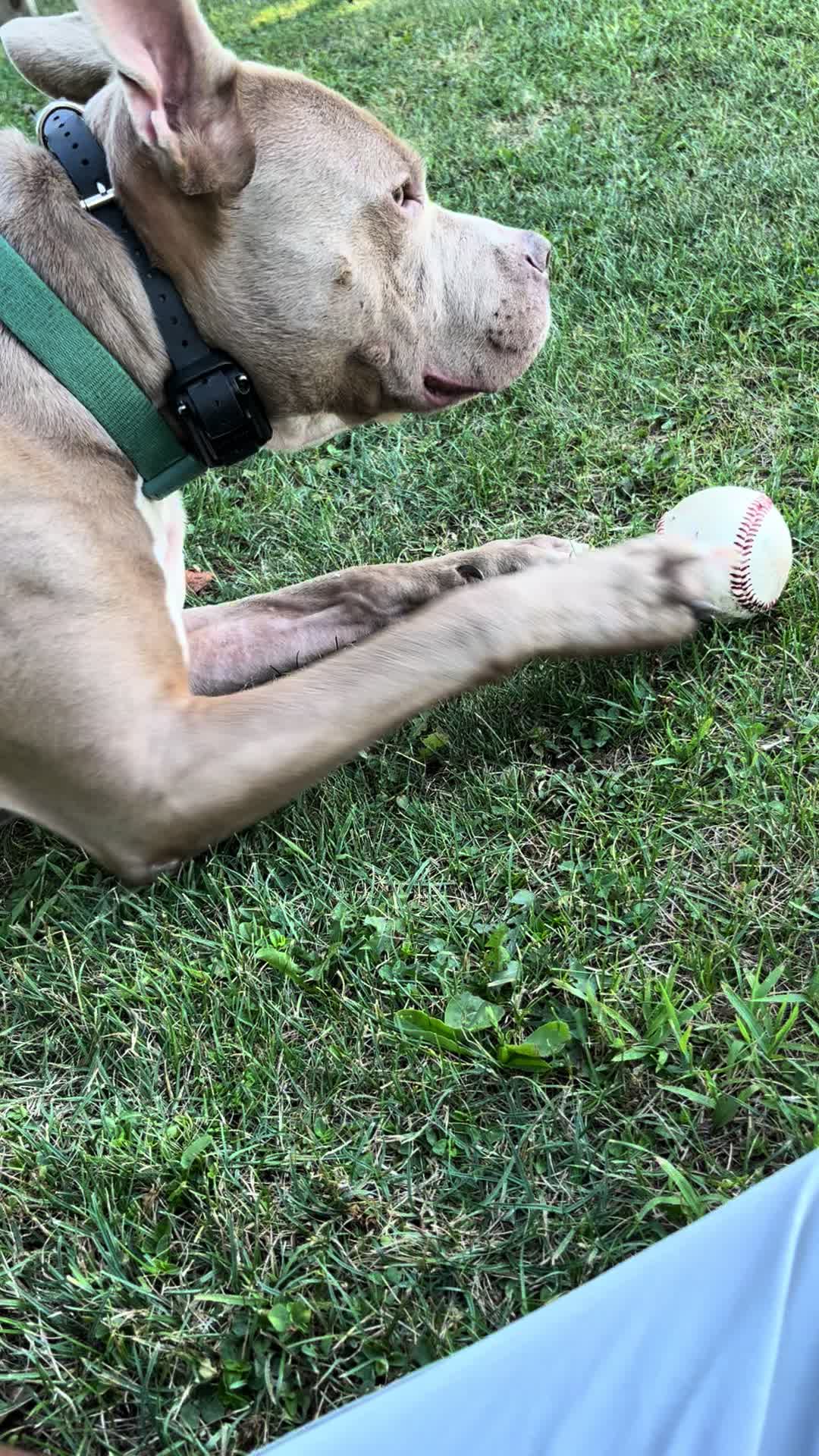 @Jay TheDog Trainer