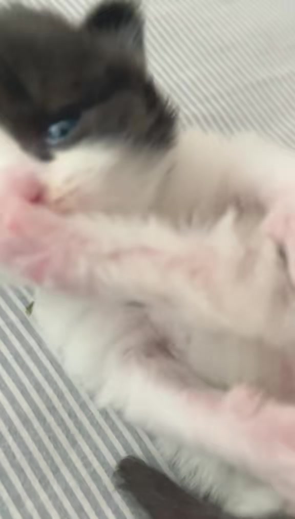 @catbosssss