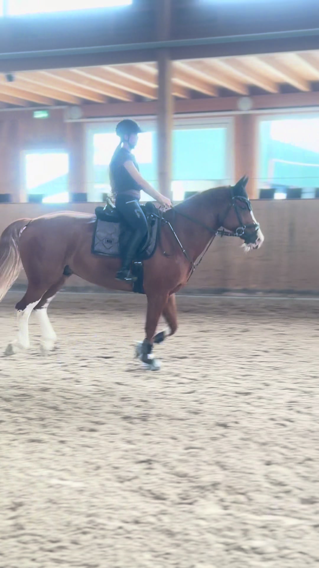 @_.coldblood.dressage_