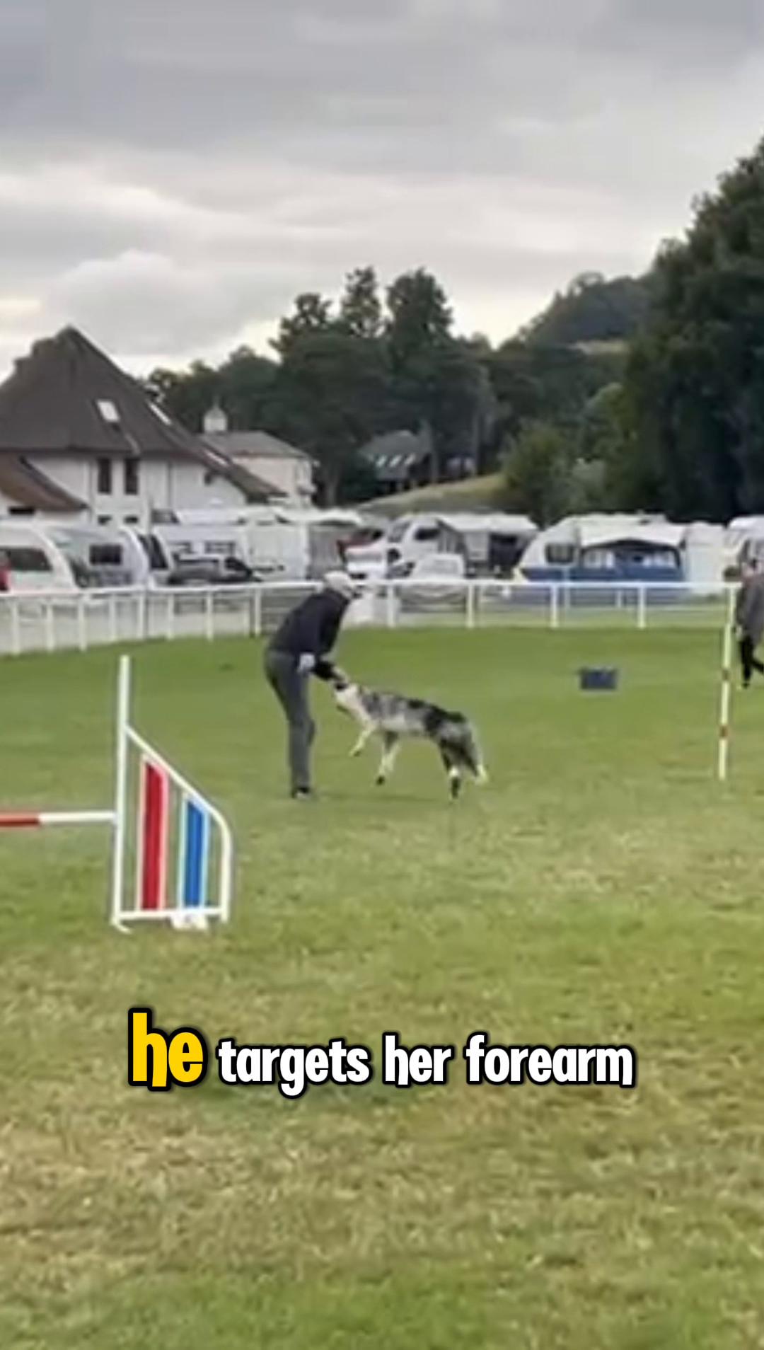 @Valleys Dog Training