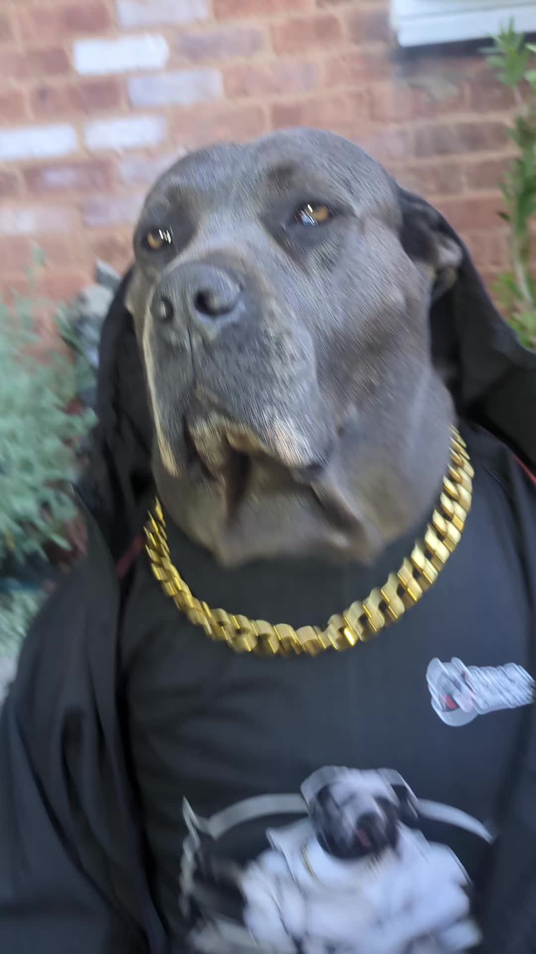 @mist_the_canecorso